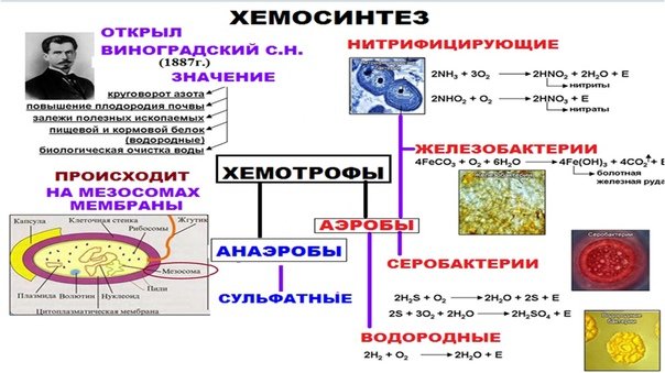 Хемосинтез схема