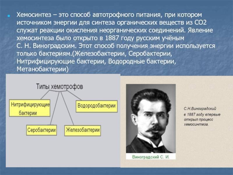 Железобактерии реакции хемосинтеза