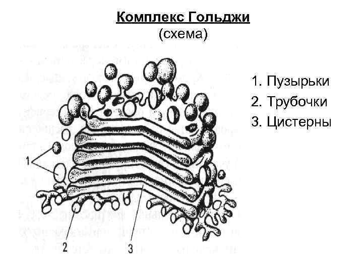 Строение комплекса Гольджи в клетке