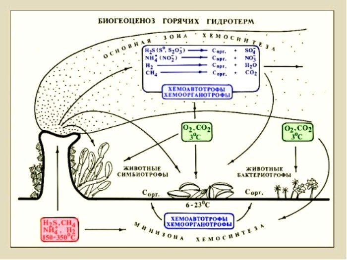Схема фотосинтеза ЕГЭ