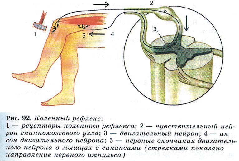 Схема рефлекторной дуги коленного рефлекса