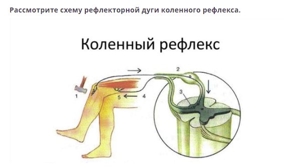 Коленный рефлекс