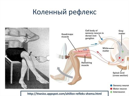 Гиперрефлексия коленного рефлекса