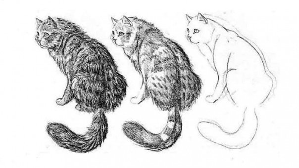 Кавказская Лесная кошка нарисовать