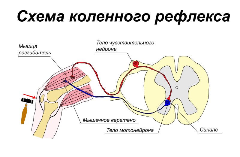 Схема рефлекторной дуги коленного рефлекса