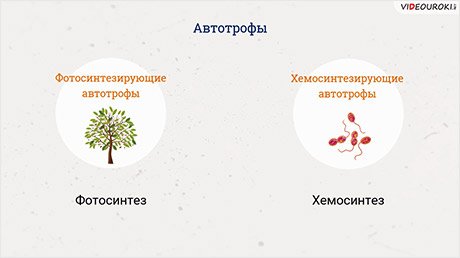 Автотрофное питание фотосинтез 10 класс