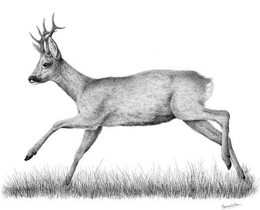 Косуля для рисования