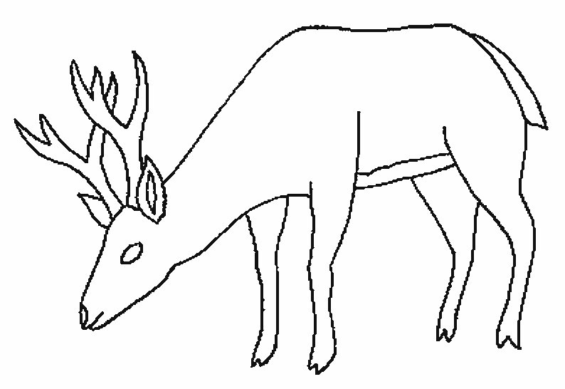 Косуля рисунок карандашом