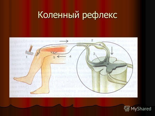 Рефлекторная дуга коленного рефлекса