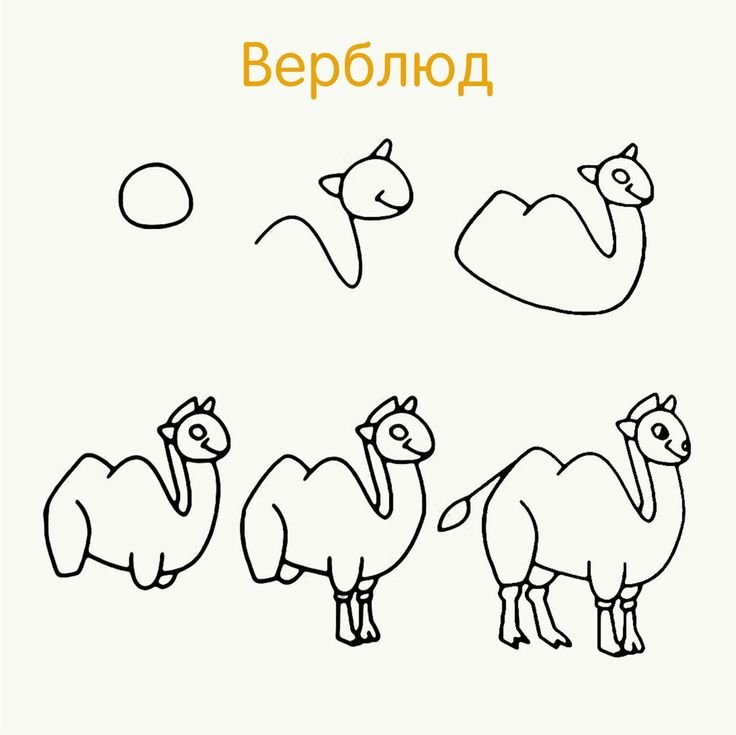 Верблюд поэтапное рисование