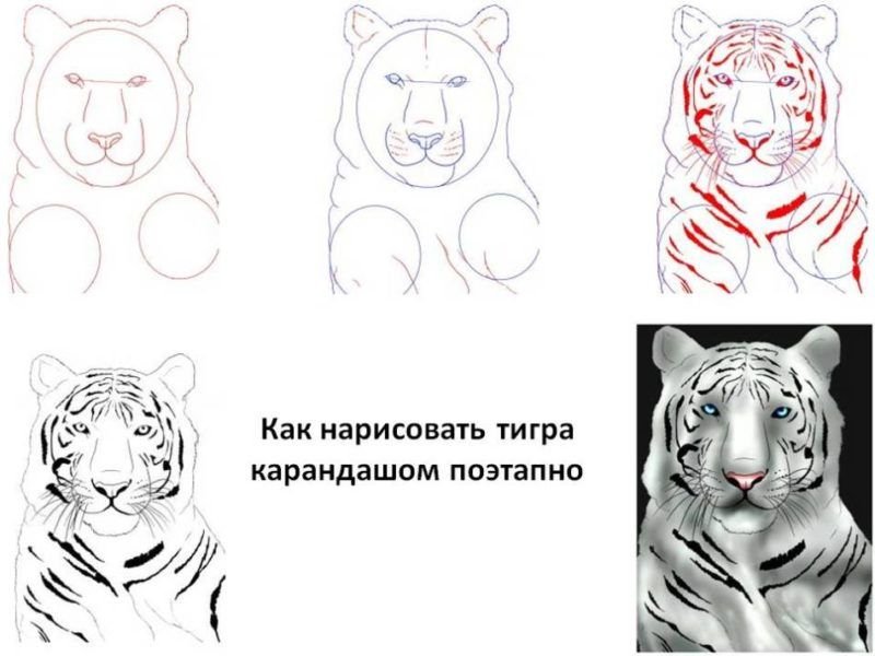 Поэтапное рисование тигра карандашом