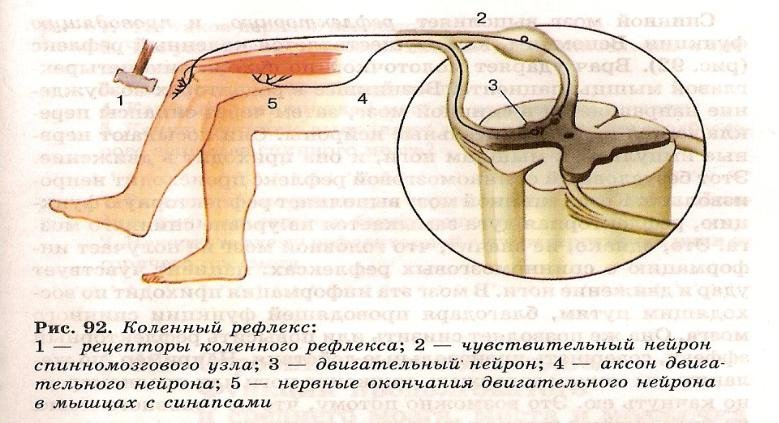 Коленный рефлекс рефлекторная дуга 8 класс