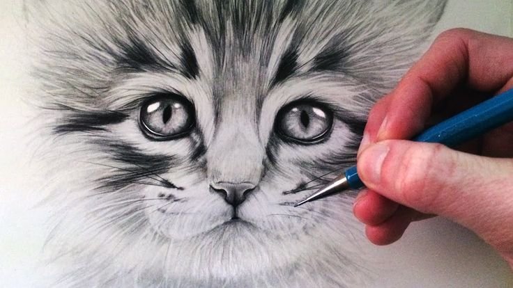 Кошка карандашом