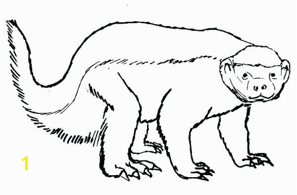 Honey Badger