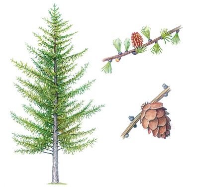 Лиственница биология