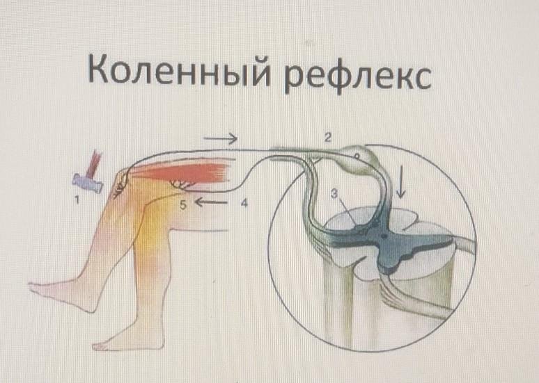 Звенья рефлекторной дуги обозначенные цифрами