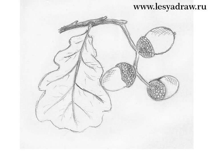 Рисунок карандашом легкий