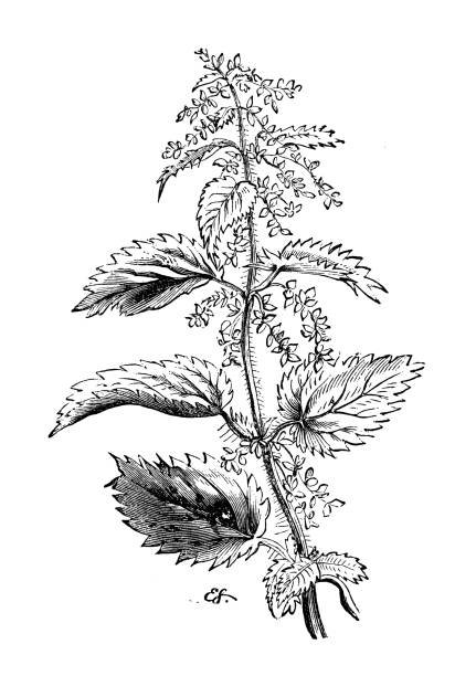 Крапива двудомная (Urtica dioica)