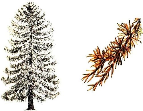 Лиственница на белом фоне
