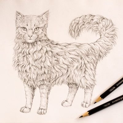 Мех рисунок карандашом