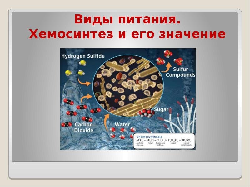 Хемосинтез бактерий