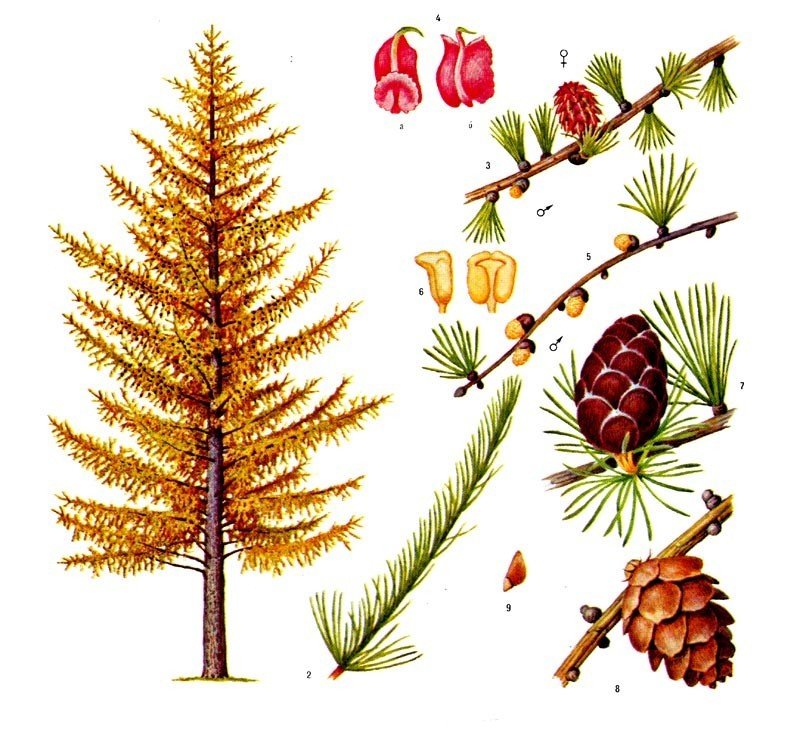Хвоинки лиственницы