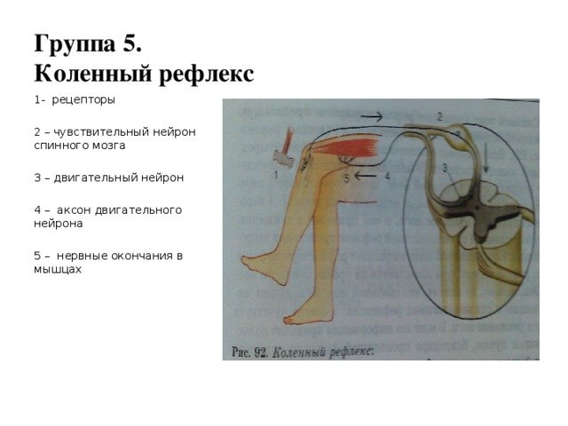 Коленный рефлекс рефлекторная дуга схема физиология