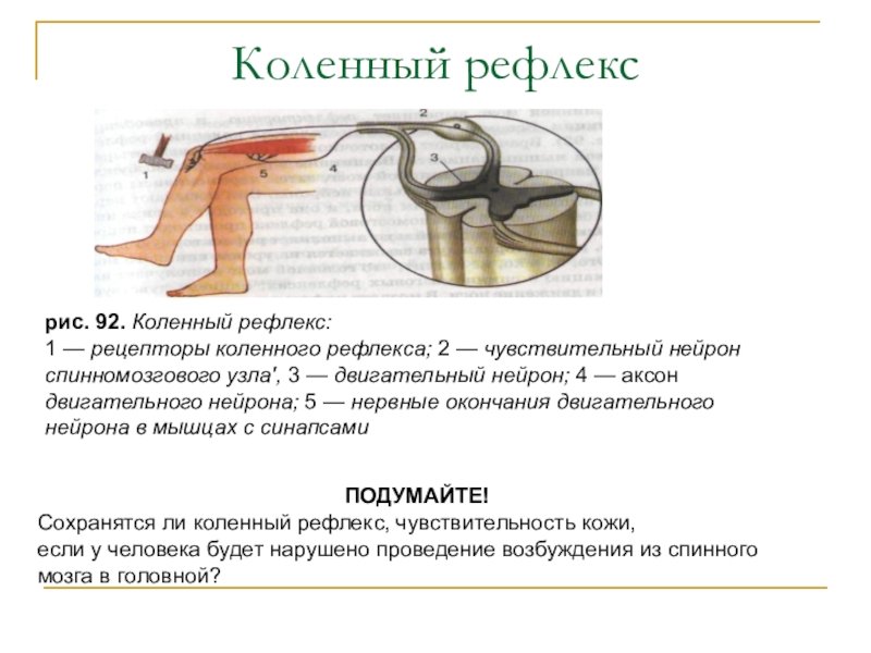 Рис 125 коленный рефлекс