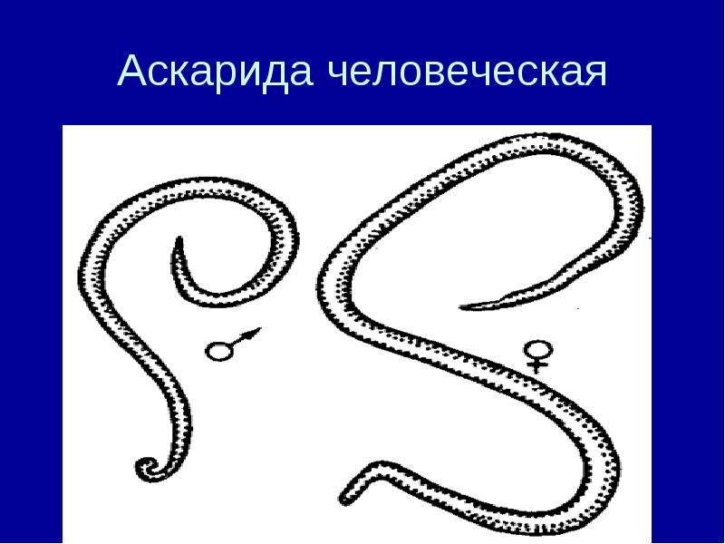 Аскарида рисунок