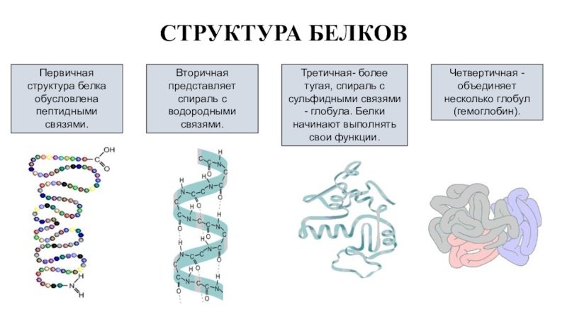 Строение и структура белка