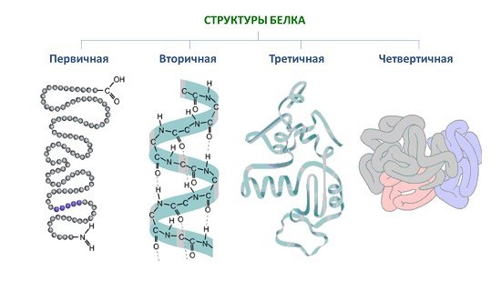 Белки первичная вторичная третичная четвертичная структуры белка