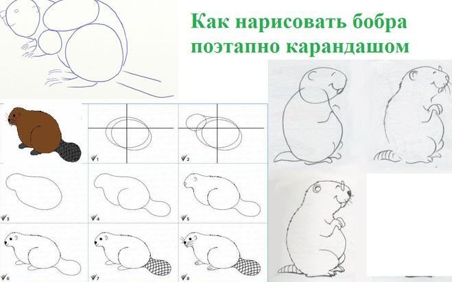 Бобер рисунок поэтапно