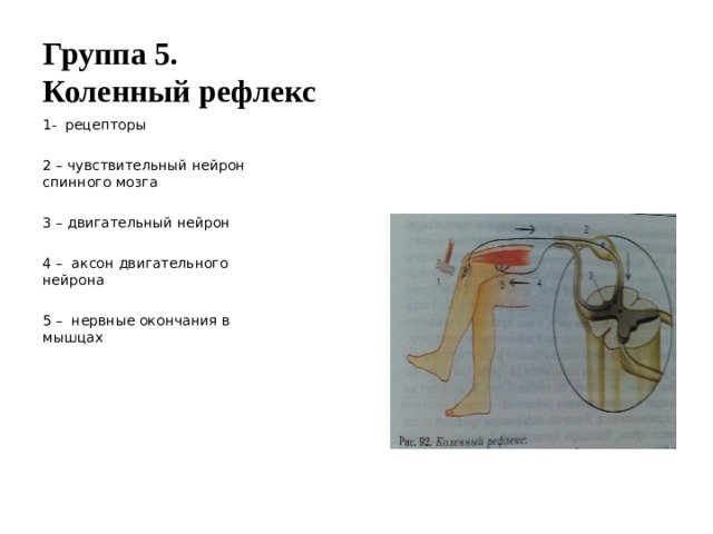 Коленный рефлекс биология 8 класс