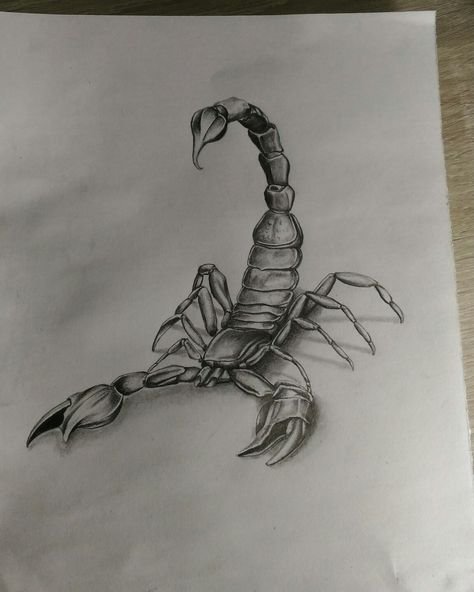 Скорпион рисунок карандашом
