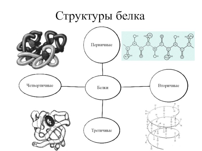 Первичная структура белка химия