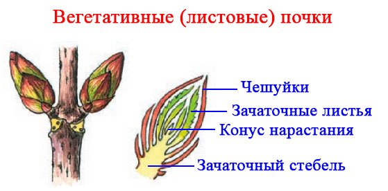 Листовая вегетативная почка рисунок
