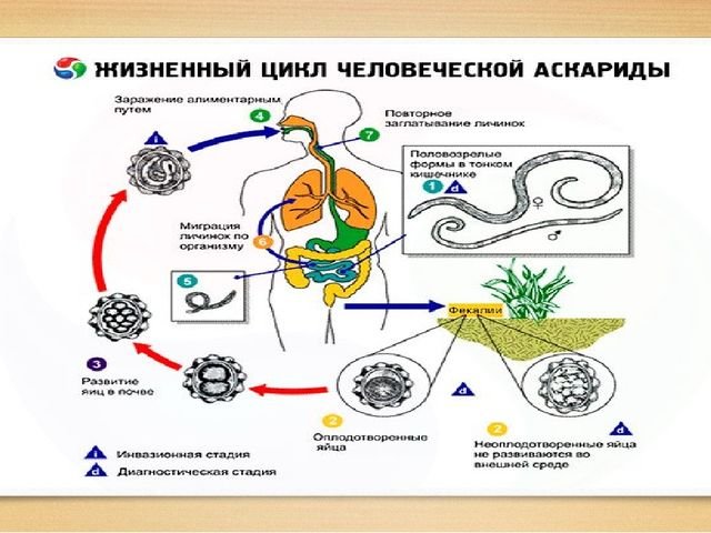Цикл развития аскариды человеческой