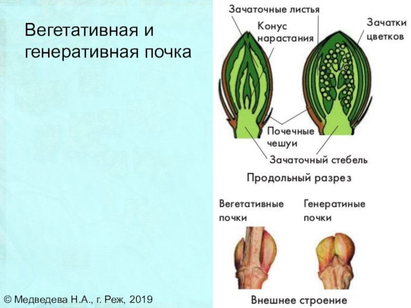 Генеративная Цветочная почка