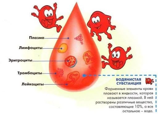 Из чего состоит кровь человека