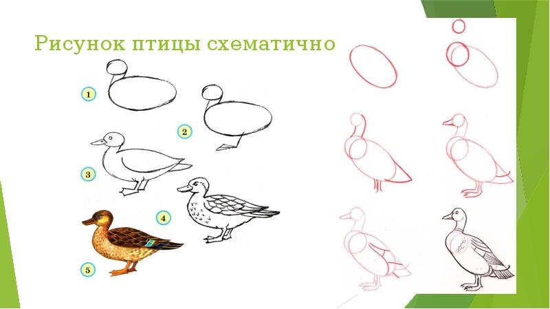 Птица схематично рисунок