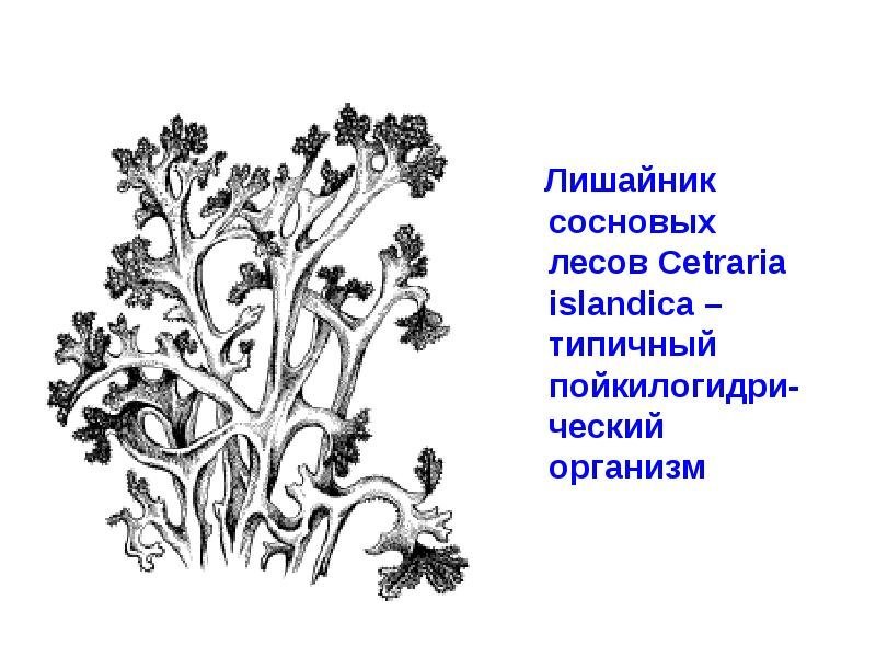 Кустистый лишайник Cetraria islandica