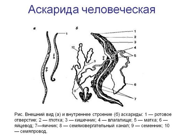 Внешнее строение самца и самки человеческой аскариды