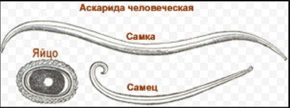 Самка аскариды строение