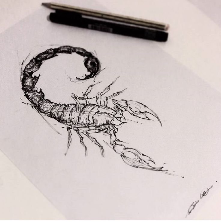 Скорпион эскиз