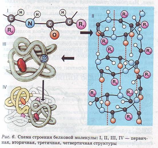 Схема строения белков молекул