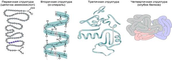 Строение вторичной структуры белка