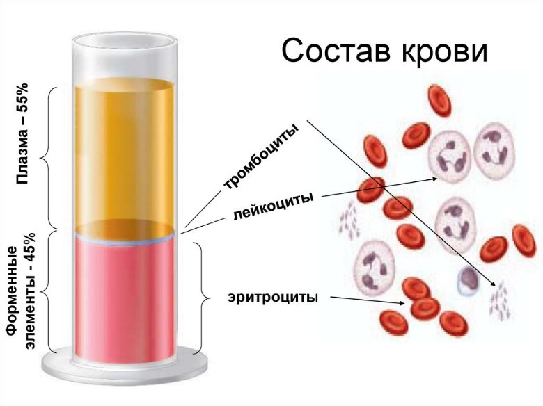 Кровь состоит из плазмы и клеток крови