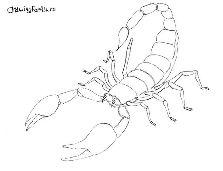 Рисунки для срисовки Скорпион