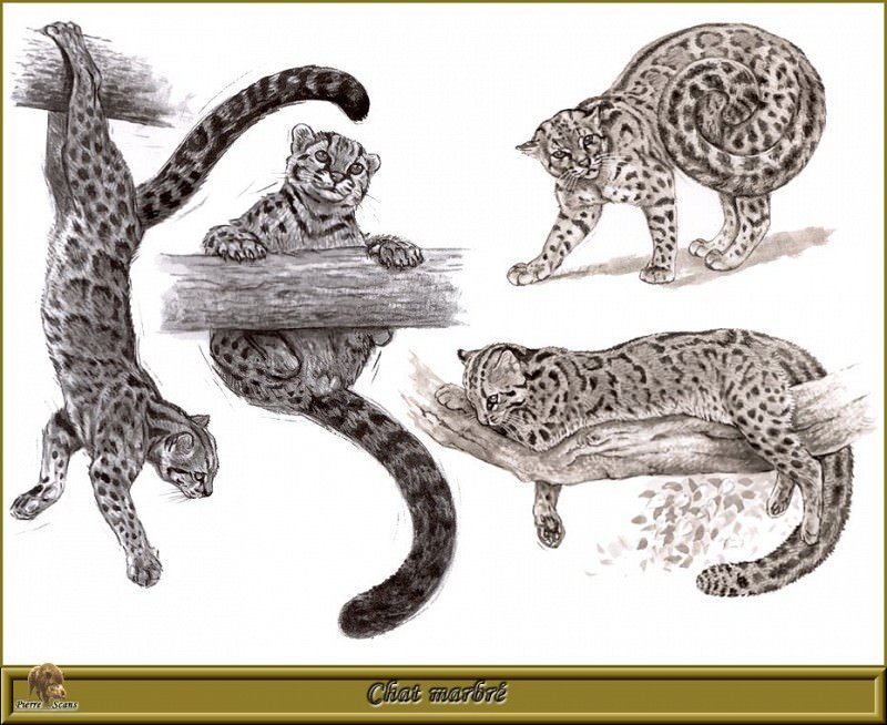 Рисунки диких кошек