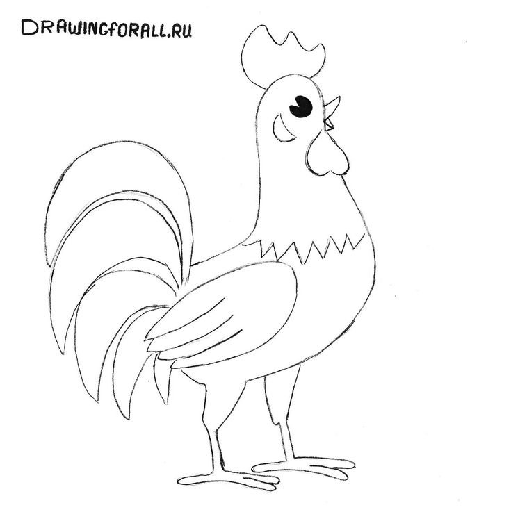 Легкие петуха